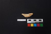 陶片藏品圖，第2張