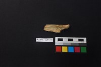 陶片藏品圖，第2張