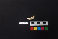 陶片藏品圖，第1張