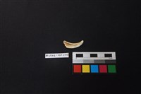 陶片藏品圖，第2張