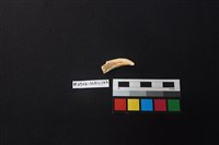 陶片藏品圖，第2張