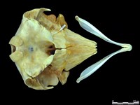 侏儒抹香鯨藏品圖，第1張