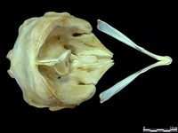 侏儒抹香鯨藏品圖，第2張