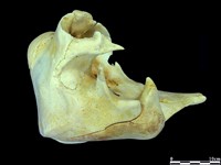 侏儒抹香鯨藏品圖，第3張