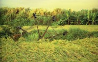 1950至2006年臺灣常民生活藏品圖，第1張