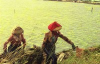 1950至2006年臺灣常民生活藏品圖，第1張