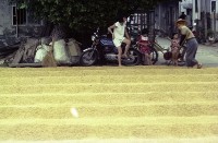 曬穀（1950至2006年臺灣常民生活）藏品圖，第1張