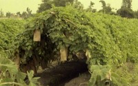 1950至2006年臺灣常民生活藏品圖，第1張