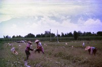 1950至2006年臺灣常民生活藏品圖，第1張