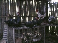 1950至2006年臺灣常民生活藏品圖，第1張