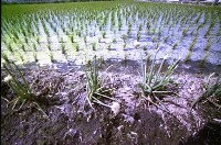 田埂上的青蔥（1950至2006年臺灣常民生活）藏品圖，第1張