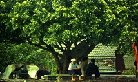 1950至2006年臺灣常民生活藏品圖，第1張