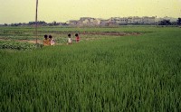 1950至2006年臺灣常民生活藏品圖，第1張
