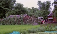 1950至2006年臺灣常民生活藏品圖，第1張