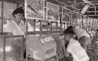 1950至2006年臺灣常民生活藏品圖，第1張