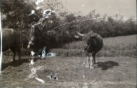 1950至2006年臺灣常民生活 藏品圖，第1張