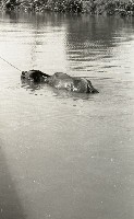 1950至2006年臺灣常民生活 藏品圖，第1張