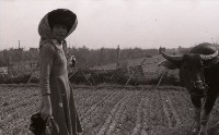 1950至2006年臺灣常民生活 藏品圖，第1張