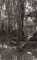 1950至2006年臺灣常民生活 藏品圖，第1張