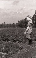 1950至2006年臺灣常民生活 藏品圖，第1張