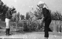 1950至2006年臺灣常民生活藏品圖，第1張