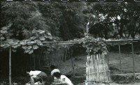 1950至2006年臺灣常民生活藏品圖，第1張