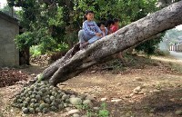 1950至2006年臺灣常民生活藏品圖，第1張