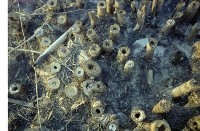 1950至2006年臺灣常民生活藏品圖，第1張