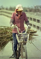 1950至2006年臺灣常民生活藏品圖，第1張