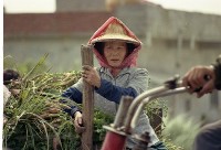 1950至2006年臺灣常民生活藏品圖，第1張