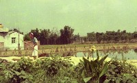 1950至2006年臺灣常民生活藏品圖，第1張