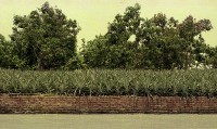 1950至2006年臺灣常民生活藏品圖，第1張