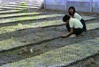 1950至2006年臺灣常民生活藏品圖，第1張