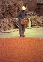 1950至2006年臺灣常民生活藏品圖，第1張