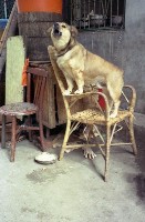 1950至2006年臺灣常民生活藏品圖，第1張