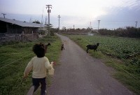 1950至2006年臺灣常民生活藏品圖，第1張