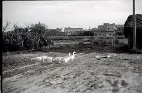 1950至2006年臺灣常民生活藏品圖，第1張