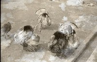 1950至2006年臺灣常民生活藏品圖，第1張