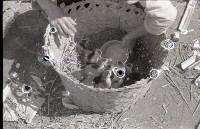 1950至2006年臺灣常民生活藏品圖，第1張