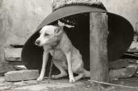 1950至2006年台灣常民生活(No:565)藏品圖，第1張