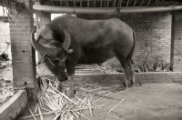 1950至2006年台灣常民生活藏品圖，第1張