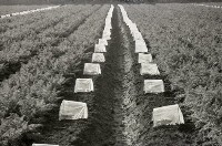 1950至2006年台灣常民生活藏品圖，第1張