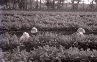 1950至2006年台灣常民生活藏品圖，第1張