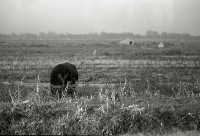 1950至2006年台灣常民生活藏品圖，第1張