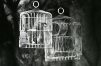 1950至2006年台灣常民生活藏品圖，第1張