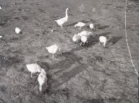 1950至2006年台灣常民生活藏品圖，第1張