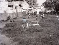 1950至2006年臺灣常民生活藏品圖，第1張