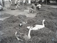 1950至2006年台灣常民生活藏品圖，第1張