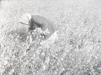 1950至2006年台灣常民生活藏品圖，第1張