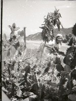 1950至2006年台灣常民生活藏品圖，第1張